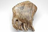 Woolly Mammoth Upper M Molar - Poland #207332-2